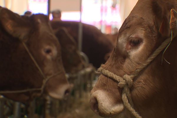 En Nouvelle-Aquitaine, l’élevage bovin a vu disparaître 3 700 exploitations en 10 ans.