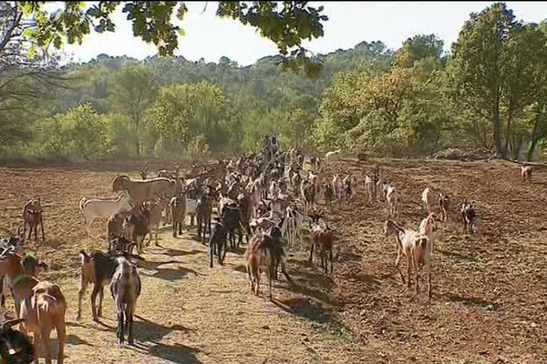 Les chèvres n'ont plus rien à brouter