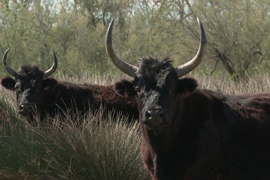 Camargue Racing Season Resumes Amidst Growing Attacks: Bull Breeders Remain Resilient