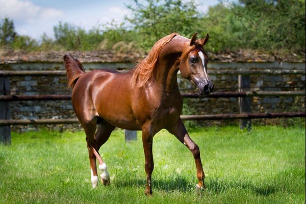 Salon Du Cheval Les Fabuleux Pur Sang Arabes Du Sultan D Oman