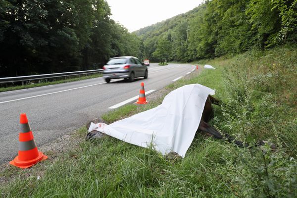 Deux chevaux sont morts percutés par une voiture dans le Cotentin mercredi 4 avril 2024. Image d'illustration.