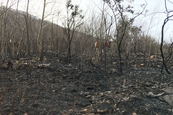 700 hectares brûlés au Pays basque ce week-end du 20-21/02/21