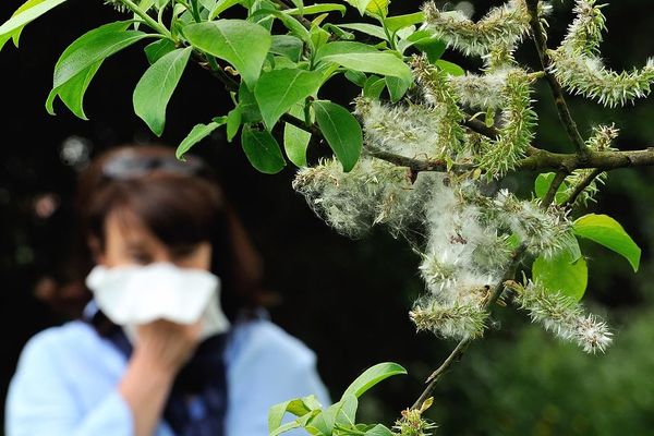 Les pollens de graminées peuvent provoquer de sévères allergies.