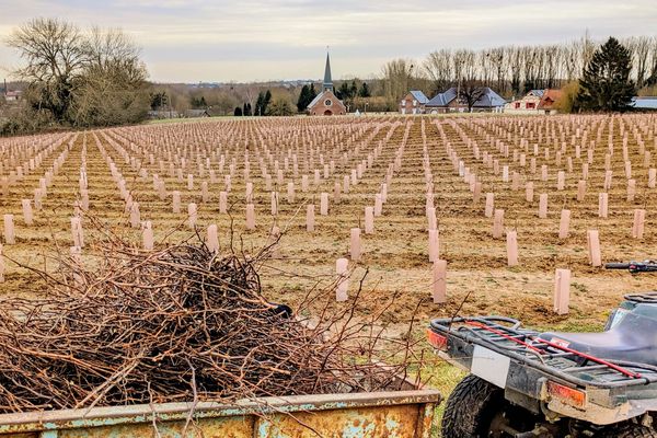 Parcelle de vignes de la société de négoce Ternoveo