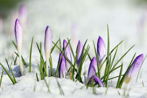 Boutons de crocus dans la neige...