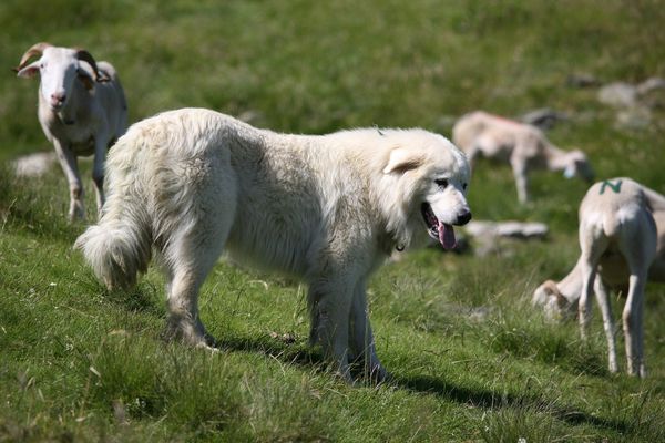 Un patou monte la garde sur une estive dans les Pyrénées. 