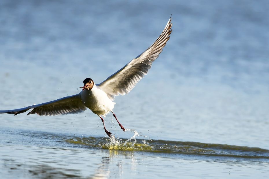 The terns chase the fireworks from the banks of the Loire