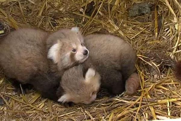 Les bébés panda roux du CERZA