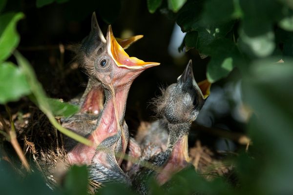 Attention vos haies sont habitées...