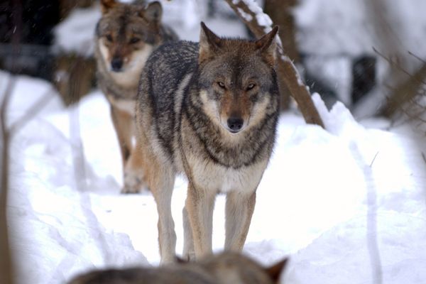 Ariège : 5 brebis tuées par un loup à Moulin-Neuf