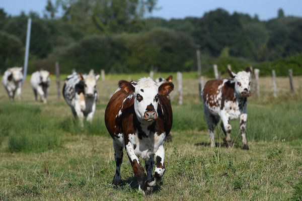 Un cas de tuberculose bovine a été décelé dans la Manche. (photo d'illustration).