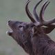 Un observatoire pour voir et entendre les cerfs est mis en place pour éviter les incursions interdites et dangereuses sur le camp militaire de la Courtine.