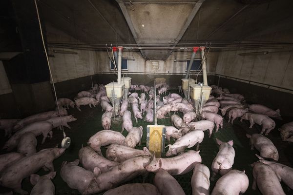 Environ 4 000 cochons, sont enfermés dans un environnement insalubre dans un élevage situé à Corbeil, dans la Marne.