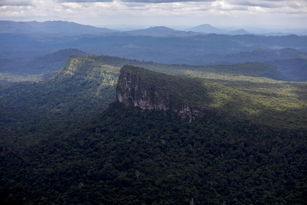 Au Brésil, en 2019, le ministre de l'environnement était soupçonné de diriger un trafic illégal de bois.