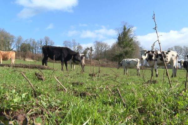 Les cadavres de deux jeunes génisses appartenant à cet élevage du Cloître-Saint-Thégonnec, dans le Finistère, ont été retrouvés en partie dévorés