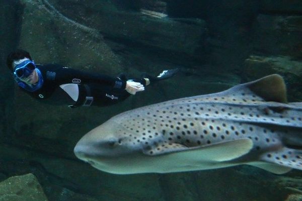 L'apnéiste monégasque nage au milieu des requins.