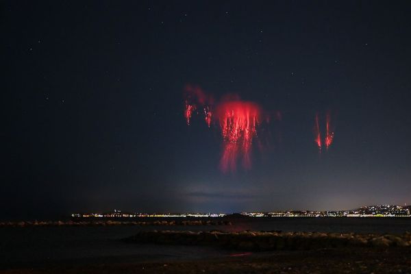 Une méduse (farfadet) capturée depuis Saint-Laurent-du-Var dans la nuit de vendredi à samedi.