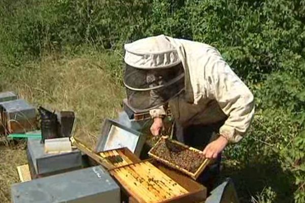 Cet apiculteur de Ludesse (63) a perdu 700 000 abeilles en une seule nuit. 12 ruches ont été volées.