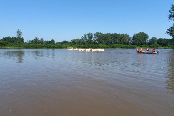 Les pompiers de l'Aisne et de l'Oise ont récupéré des centaines d'animaux coincés dans des champs inondés dans l'Aisne.