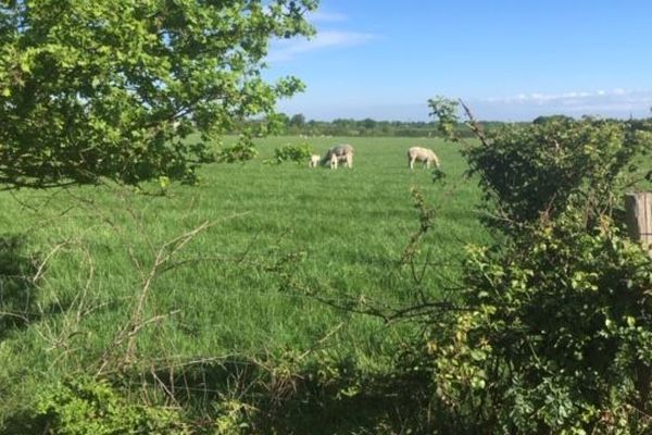 Trois brebis ont été volées en plein week-end de Pâques sur cette exploitation de Trans-sur-Erdre.