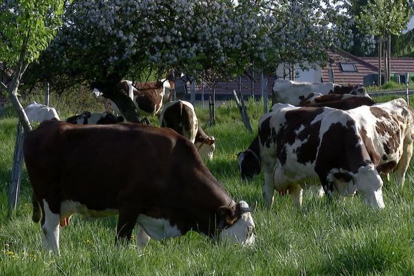 Au Gaec des "Douceurs de la ferme" près d'Annecy, Cédric Dussollier doit réduire de 20% sa production de lait.