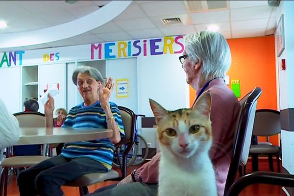 Deux chats à l'EHPAD de Périgueux pour aider les résidents