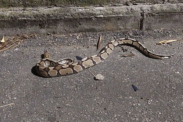 Un python royal a été retrouvé dans le quartier des Salines à Ajaccio.