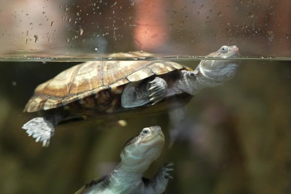 Des tortues pelomedusa, originaire d'Afrique recueillies à l'aquarium de Limoges.