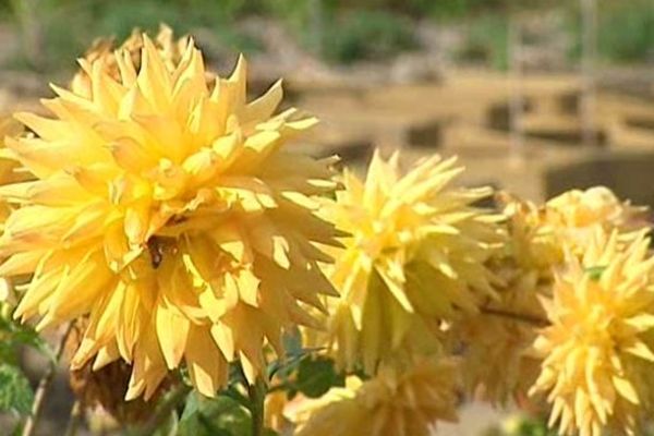 Avec une température moyenne de 15 degrés en octobre, les arbres, les plantes et les fleurs du Jardin Botanique de Clermont-Ferrand n'ont pas perdu leurs couleurs.