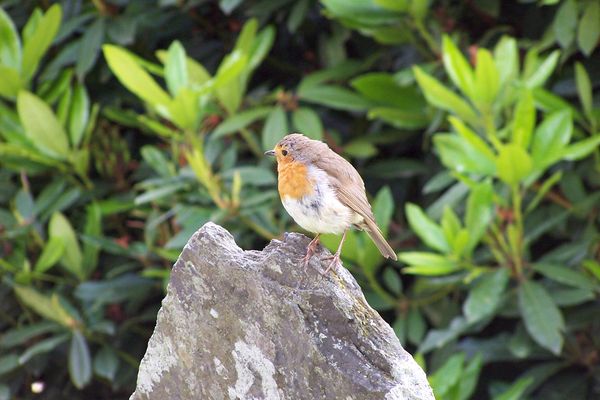 Les rouges-gorges et autres petits oiseaux condamnés à disparaître ?