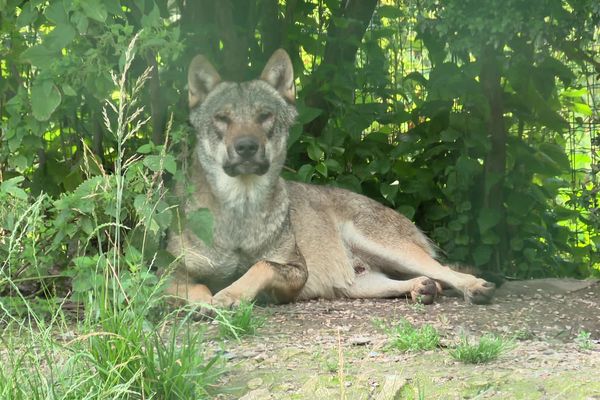 Un loup au repos dans le refuge de Frontenay Rohan Rohan (79)