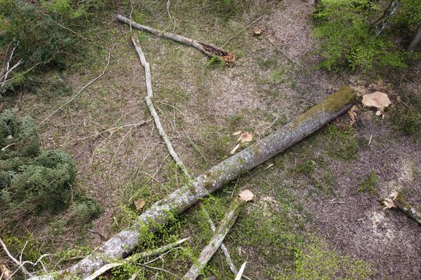 Les arbres abattus dans le parc de la Sauque ( l'abattage a eu lieu du 1er au 3 avril 2020 )