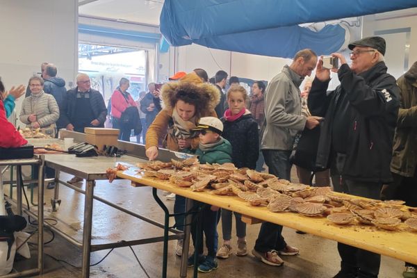 La coquille Saint-Jacques, reine du week-end à Erquy