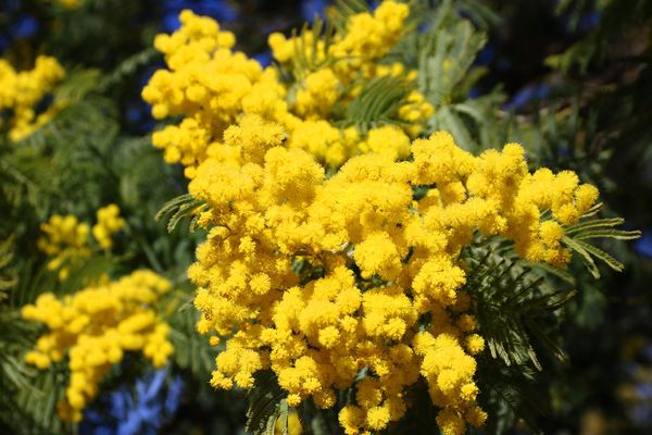 La 59ème fête du mimosa a lieu du 16 au 18 février à St-Trojan sur l'Île d'Oléron.