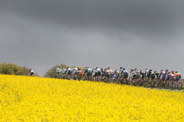 Champs de colza sur le parcours du Tour de Bretagne qui fait son retour ce 20 septembre 2021 sur France 3 Bretagne