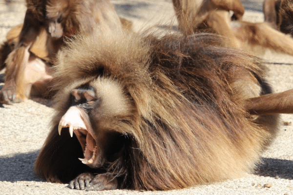 Singes Géladas du NaturZoo de Rheine (Allemagne).