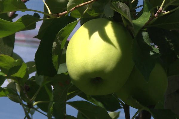 Une récolte 2020 des pommes du Limousin en demi-teinte