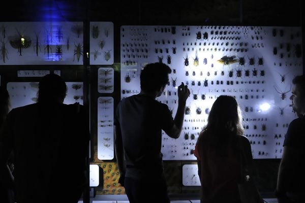 La nuit au muséum de Toulouse édition 2016