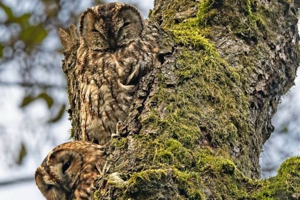 Des chouettes hulottes ont été aperçues à Malsaucy (90).