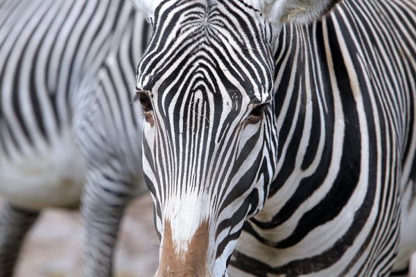 Video Le Bebe Zebre Du Zoo Du Lunaret A Montpellier