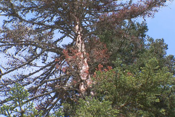 UN pin en souffrance dans le massif du Vercors