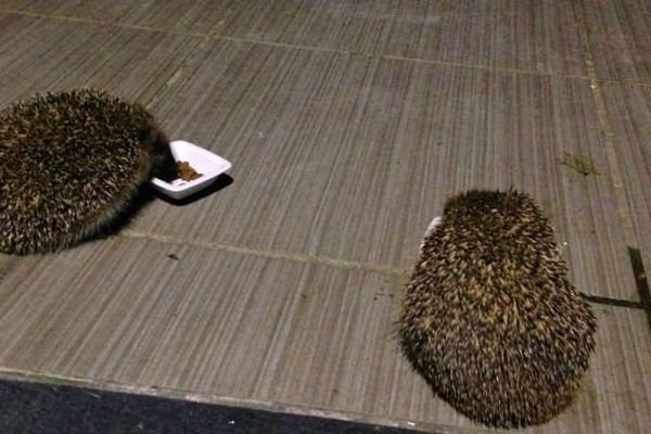 Deux hérissons, baptisés Riri et Lili, ont élu domicile au centre-ville de Dijon où ils se sont installés.