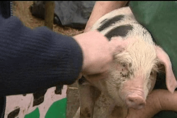 Le cochon de Bayeux présenté dans les allées du salon de l'agriculture 