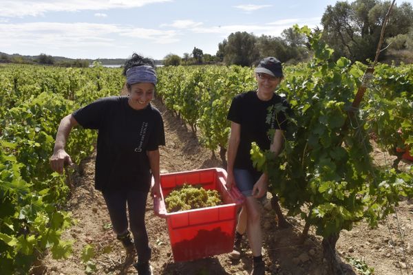 Les premières vendanges de France ont commencé ce jeudi 5 août dans le domaine Champs des Sœurs, à Fitou, dans l'Aude.