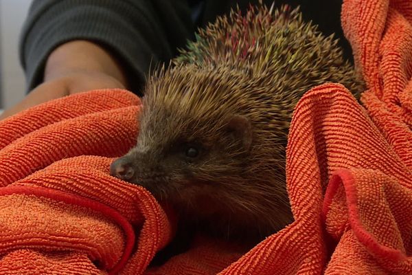  Hegalaldia a soigné de nombreux animaux du quotidien pendant le confinement. 