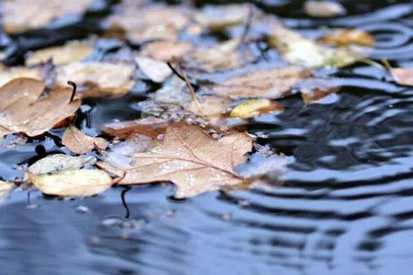 Feuilles d'automne