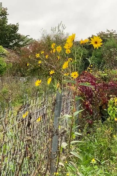 Jardin ouvrier à La Riche en Indre-et-Loire