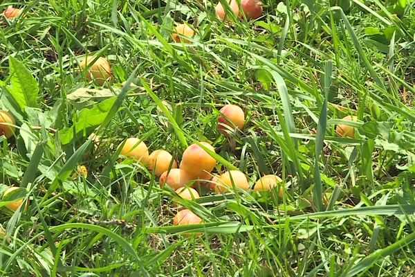 La Lorraine a produit 5000 tonnes de mirabelles en 2023 selon l’association "Les Mirabelles de Lorraine"