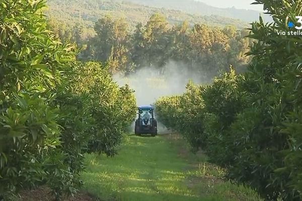 Le premier arrêté anti-pesticide de Corse a été pris à Barretalli. 