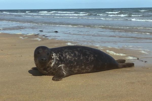 Des phoques veaux marins se sont installés dans l'estuaire de l'Orne depuis les années 90